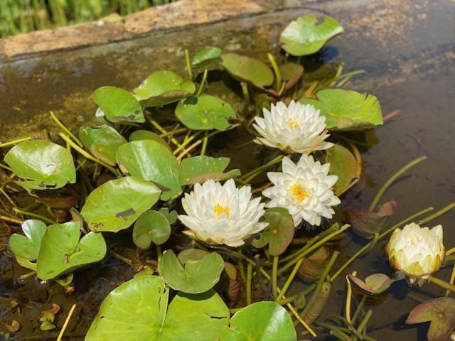 Zen Retreat Met Jacuzzi Bed & Breakfast Grez-Doiceau Luaran gambar